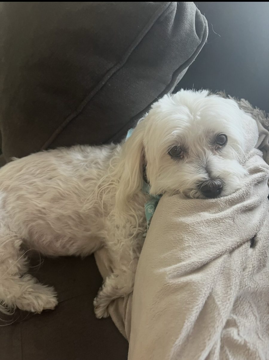 A dog relaxing comfortably during an in-home care visit